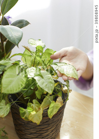 園芸 植物 みどりの日 39808945