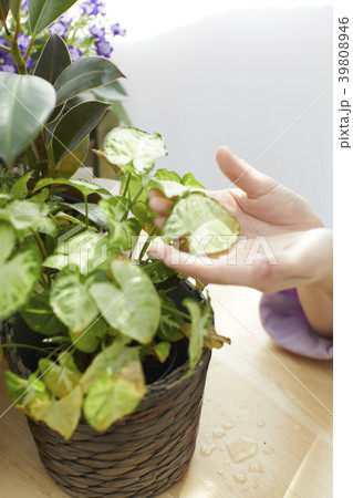 植木鉢 鉢 葉 39808946
