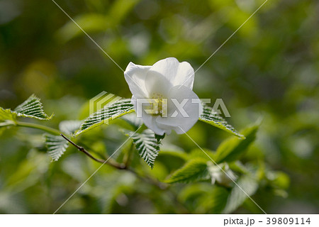 白いヤマブキの花 白いヤマブキの花 39809114