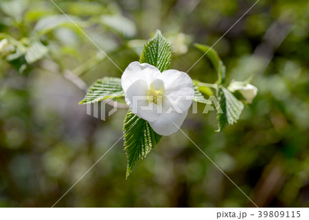 白いヤマブキの花 39809115