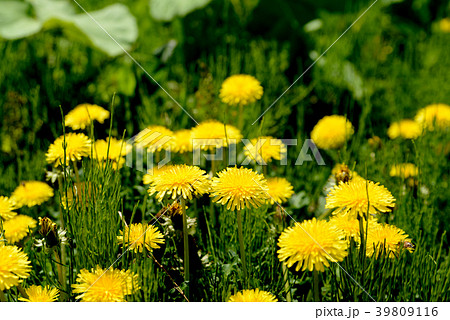 西洋タンポポ 西洋タンポポ 39809116