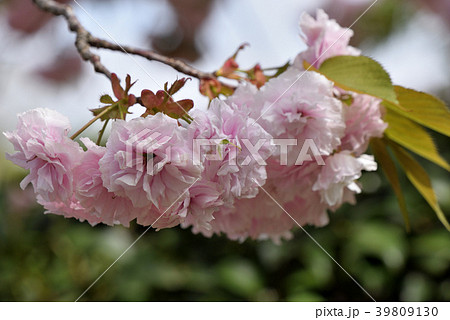 ヤエザクラ（普賢象） 39809130