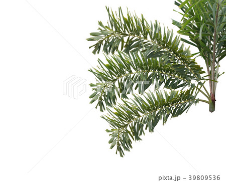 green foxtail palm leaf tree isolated on white  39809536