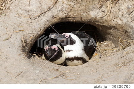 African Penguin in a nest 39809709