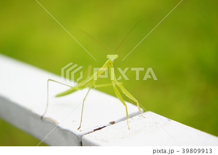 カマキリ カマキリ 39809913