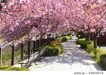 程久保川の八重桜 日野市の写真素材