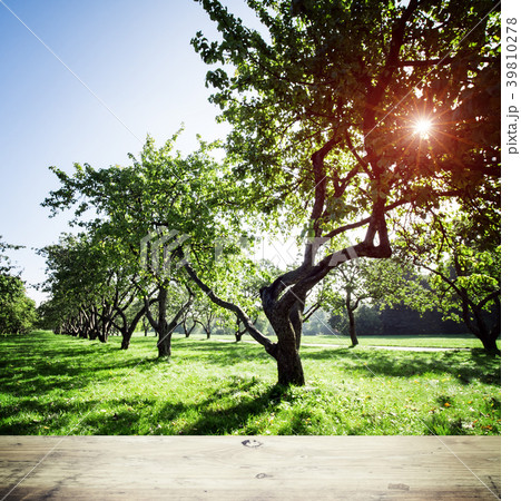 Park forest ecology background Park forest ecology background 39810278