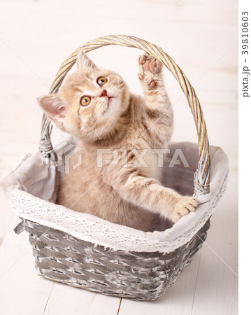 Red Scottish kitten is played while sitting in a Red Scottish kitten is played while sitting in a 39810603