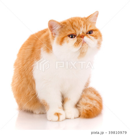 Animal, cat, pet concept - exotic cat on a white 39810979