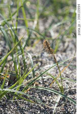 コウボウシバ 39810994