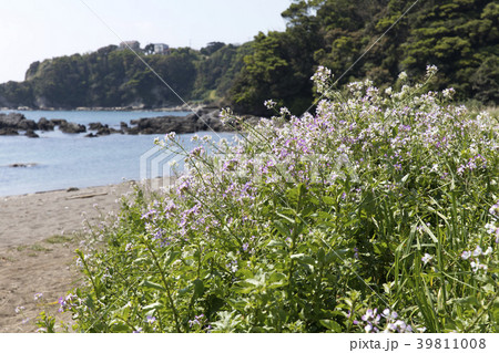 ハマダイコン 39811008