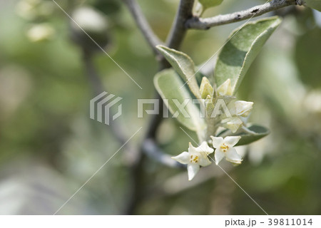 マルバアキグミ 39811014