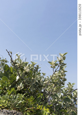 マルバアキグミ マルバアキグミ 39811020