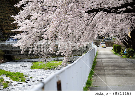 釜石市小川川(こがわがわ)沿い 河川敷の満開の桜 釜石市小川川(こがわがわ)沿い 河川敷の満開の桜 39811163