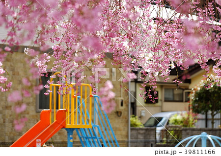 釜石市小川川(こがわがわ)沿い 河川敷の満開の桜 釜石市小川川(こがわがわ)沿い 河川敷の満開の桜 39811166