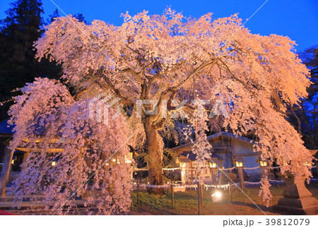 福島・南湖神社の楽翁桜 39812079
