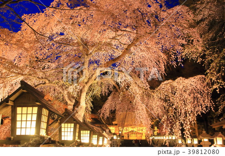 福島県・南湖神社の楽翁桜 福島県・南湖神社の楽翁桜 39812080