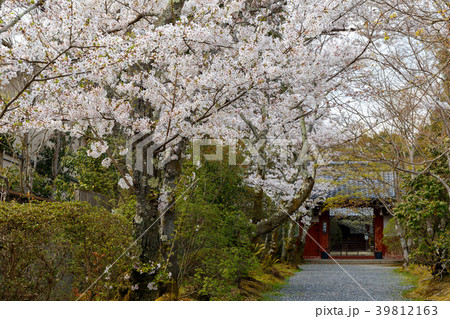 常照寺と桜 常照寺と桜 39812163