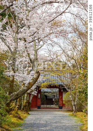 常照寺と桜 常照寺と桜 39812166