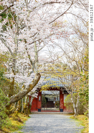 常照寺と桜 常照寺と桜 39812167
