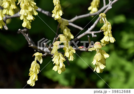 トサミズキ 土佐水木 の写真素材