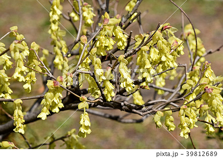 トサミズキ 土佐水木 の写真素材