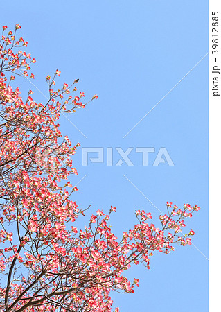 ハナミズキ（花水木） 39812885