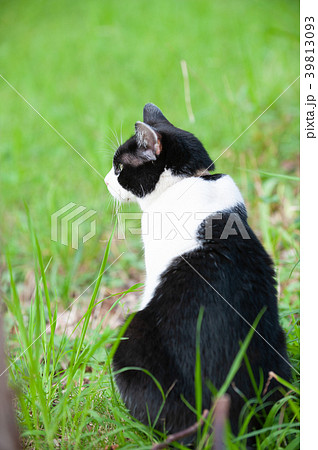 鉢割れ猫 鉢割れ猫 39813093