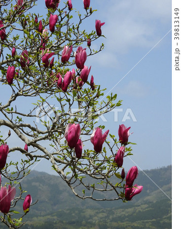 シモクレンの花 シモクレンの花 39813149