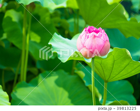 蓮の花 蓮の花 39813225