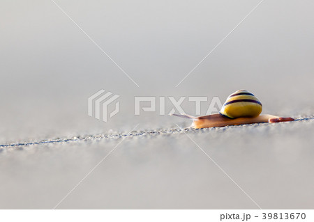 snail on the asphalt snail on the asphalt 39813670