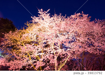 里見公園の夜桜 39813792