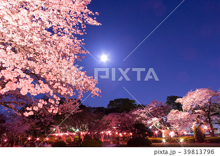 里見公園の夜桜 里見公園の夜桜 39813796