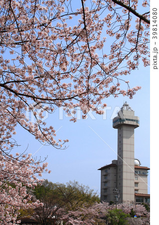 愛知県尾張旭市 すかいわーどあさひと桜 愛知県尾張旭市 すかいわーどあさひと桜 39814080