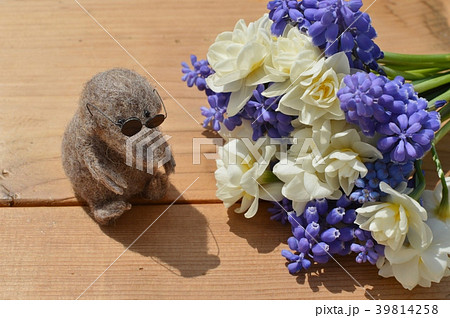 ムスカリとスイセンの花束ともぐら ムスカリとスイセンの花束ともぐら 39814258