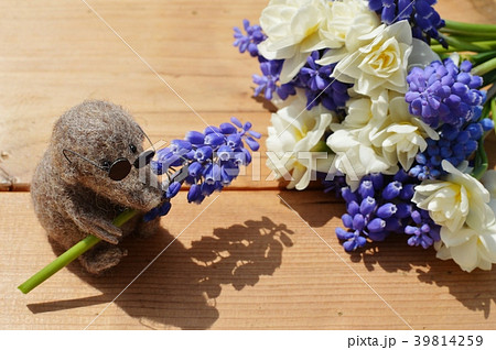 ムスカリとスイセンの花束ともぐら ムスカリとスイセンの花束ともぐら 39814259
