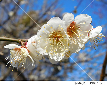 梅の花   小向   こむかい 39814579