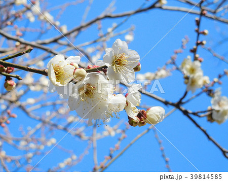 梅の花   小向   こむかい 39814585