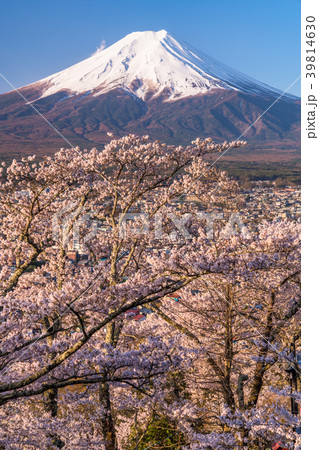 《山梨県》富士山と満開の桜 39814630