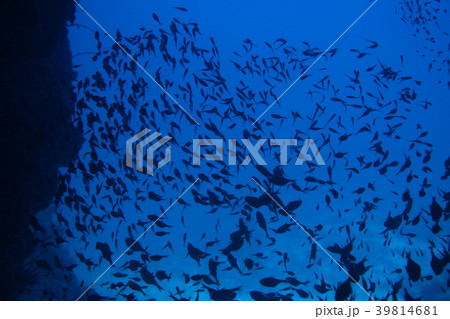 青い海に群れる魚のシルエット 39814681