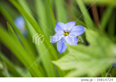 小さな青い花の写真素材