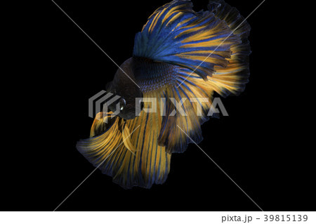 Betta fish, siamese fighting fish, betta splendens Betta fish, siamese fighting fish, betta splendens 39815139