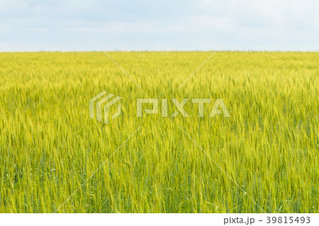 golden wheat field golden wheat field 39815493