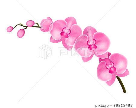 Realistic Detailed 3d Flower Orchid Vectorのイラスト素材
