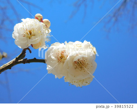 梅の花 白牡丹 はくぼたん 梅の花 白牡丹 はくぼたん 39815522
