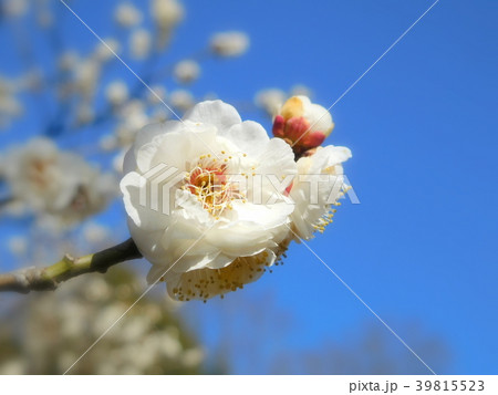 梅の花  白牡丹  はくぼたん 39815523