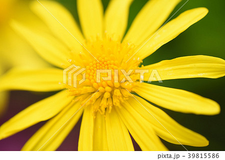 花 花 39815586