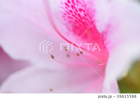 花 花 39815588