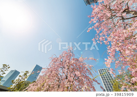 都会に咲く満開の桜 都会に咲く満開の桜 39815909