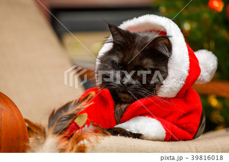 Festive portrait of black cat in Santa Claus 39816018
